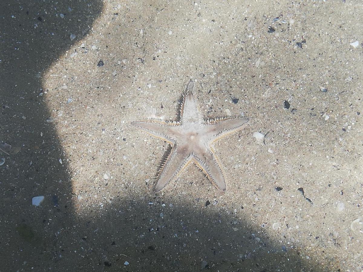 Attico Fronte Mare Διαμέρισμα Martinsicuro Εξωτερικό φωτογραφία