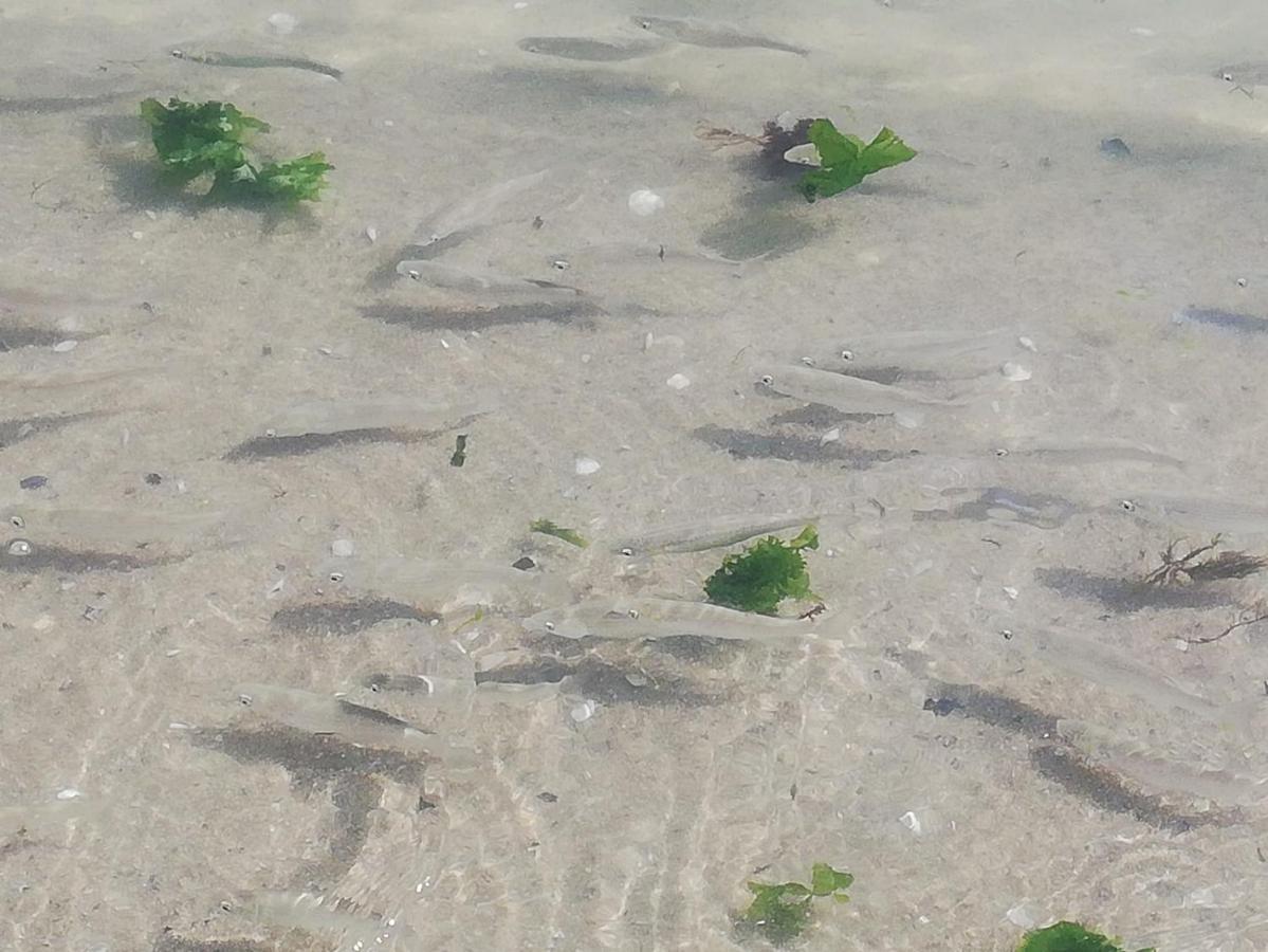 Attico Fronte Mare Διαμέρισμα Martinsicuro Εξωτερικό φωτογραφία
